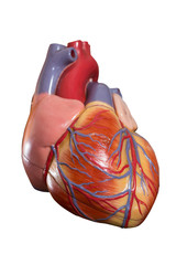 Heart model