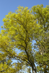 Herbstliche Baumkronen mit grünen und gelben Blättern