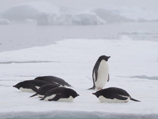 Fototapeta na wymiar Adelie penguins on Antarctic Peninsula