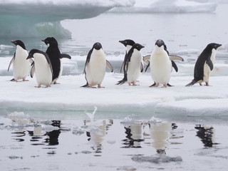 Adelie penguins on Antarctic Peninsula