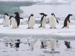 Poster Adelie penguins on Antarctic Peninsula © amheruko