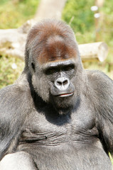 regard du Gorille des plaines mâle dominant