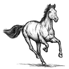 engrave horse illustration © doublebubble_rus