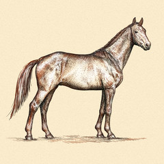 Obraz na płótnie Canvas engrave horse illustration