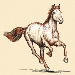 Fototapeta na wymiar engrave horse illustration