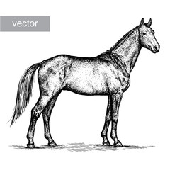 engrave horse illustration