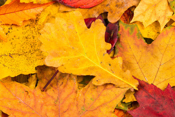 Naklejka na ściany i meble Fall leaves background