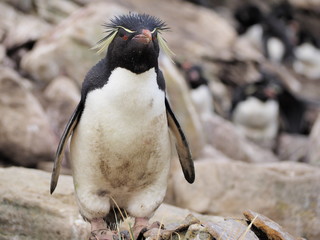 Rockhopper penguin on Falklands