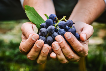 Farmer with grapes - 93780932