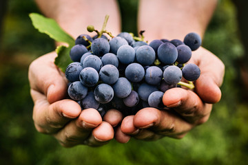 Grapes harvest - 93781120