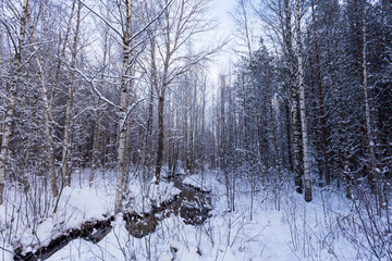 Frozen stream in winter forest