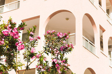 Naklejka premium oleander on a background of the apartment complex 
