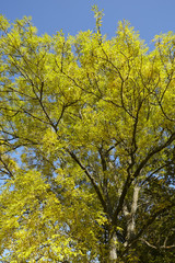 Herbstliche Baumkronen mit grünen und gelben Blättern