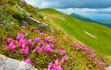 Flowers in summer mountains
