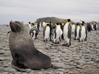 Fototapeta premium King Penguins in South Georgia Antarctica