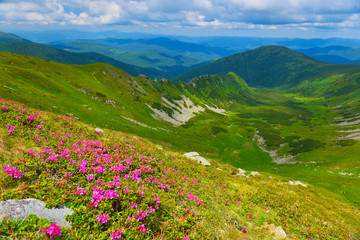 Naklejka na ściany i meble Flowers in summer mountains