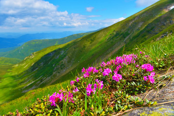 Fototapeta premium Flowers in summer mountains