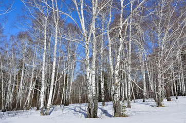 Fototapeta premium Early spring in the birchwood.