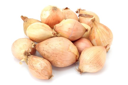 cebula