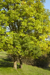 Fototapeta na wymiar Herbstlicher Baum mit grünem und gelben Blättern