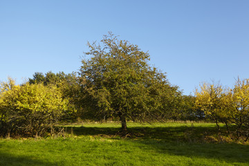 Fototapeta premium Herbstliche Bäume