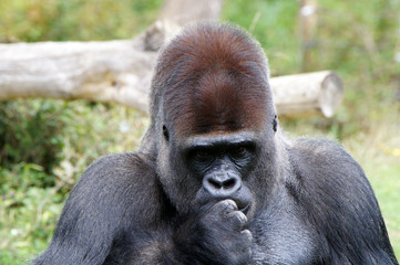 Gorille des plaines mâle dominant