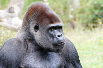Gorille mâle dominant à dos argenté