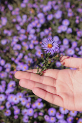 people hand with flower