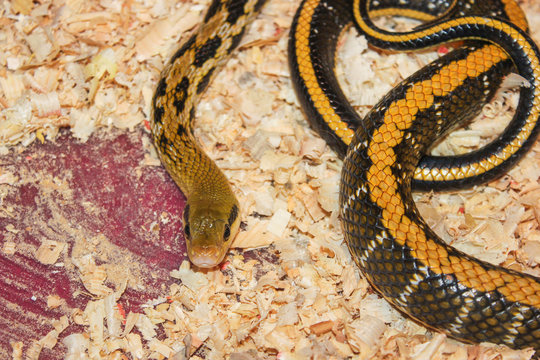 exotic snake in terrarium