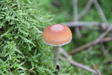 Mushroom in autumn forest