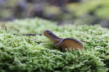 Mushroom in autumn forest