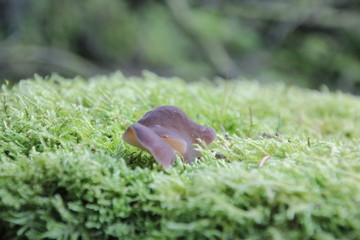Mushroom in autumn forest