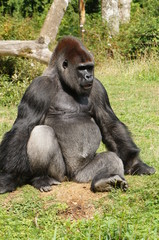 Fototapeta premium Gorille mâle dominant à dos argenté assis