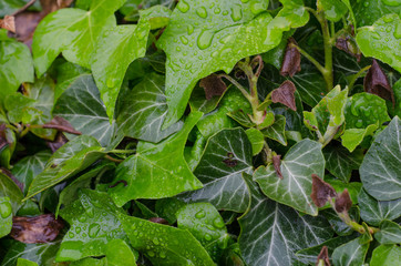Close-up of   ivy leaves with dewdrops