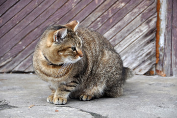 nice tabby cat