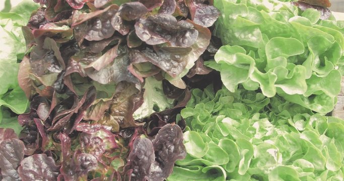 Salades au march&eacute;