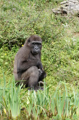 Jeune Gorille des plaines 