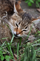 Grey and white domestic cat sitting and eating grass