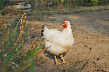 Chicken in garden 
