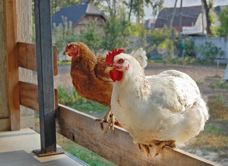 Chicken in garden 