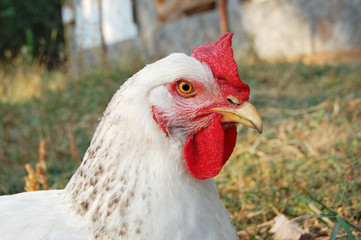 Chicken in garden 