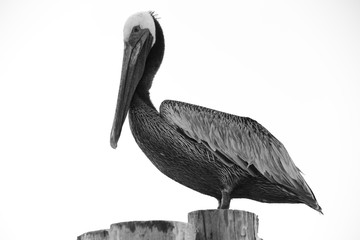 Perfect Pelican