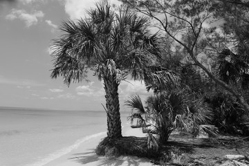 Palm tree in black and white