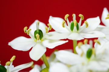 Fototapeta na wymiar beautiful white flower on red background