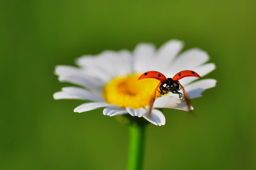 ladybug © blackdiamond67