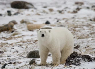 Printed roller blinds Icebear A polar bear on the tundra. Snow. Canada. An excellent illustration.
