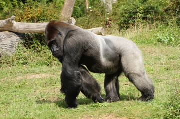 Obraz premium Gorille mâle dominant à dos argenté chargant