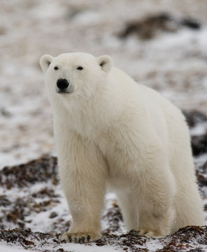 A polar bear on the tundra. Snow. Canada. An excellent illustration.