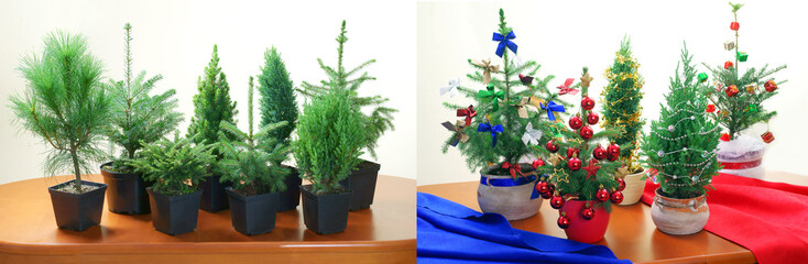 Organic miniature Christmas tree - obrazy, fototapety, plakaty