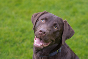 Labrador